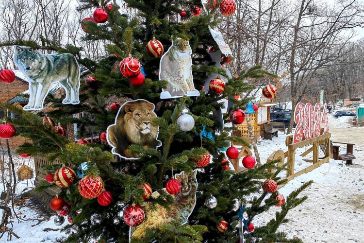 Тур "Зимний Владивосток: лучшее за 4 дня"