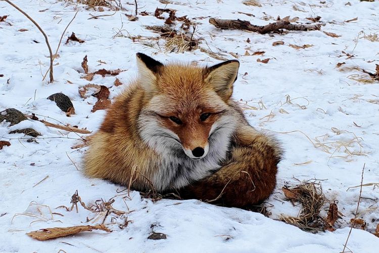 Тур "Зимний Владивосток: лучшее за 4 дня"